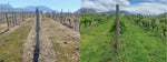 Can you spot the difference? Our Vineyards are Changing!
